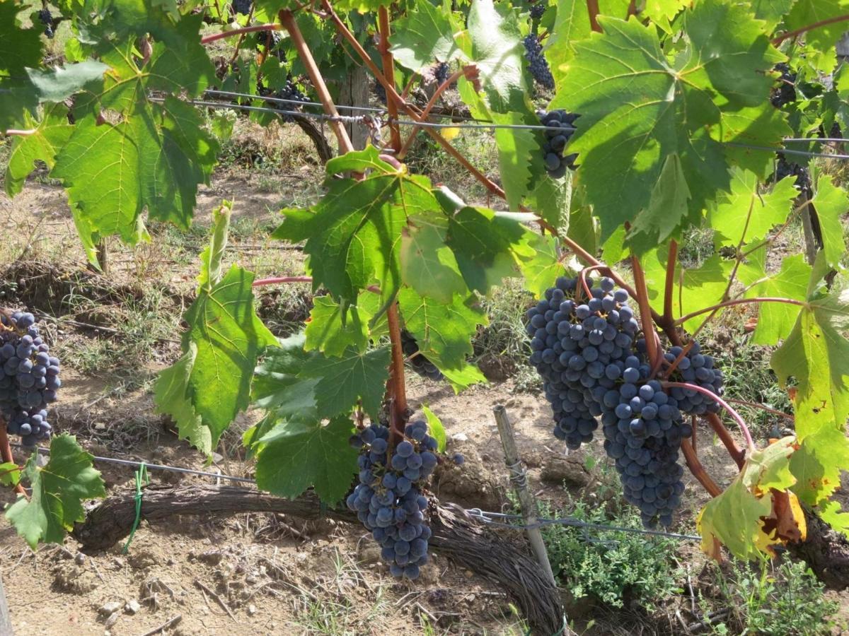 Agriturismo Il Colle Poggio Alla Croce